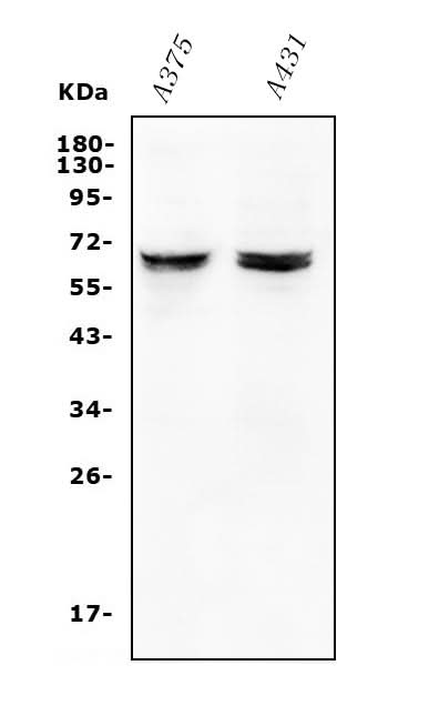 Anti-JRK Antibody Picoband® Boster Bio