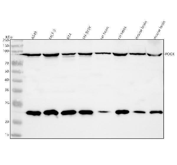 Anti-POGK Antibody Picoband® Boster Bio