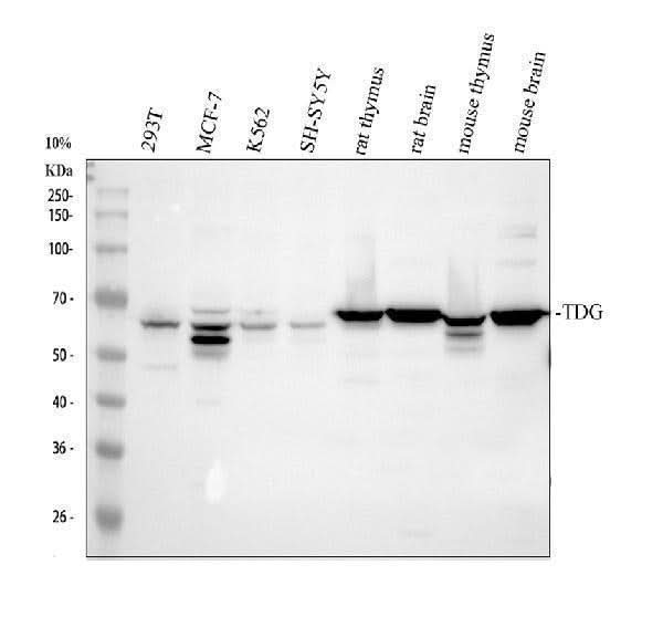 Anti-TDG Antibody Picoband® Boster Bio