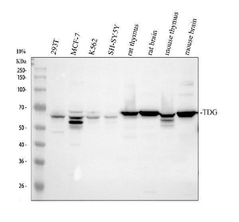 Anti-TDG Antibody Picoband® Boster Bio