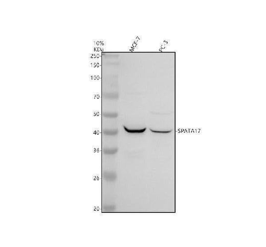 Anti-SPATA17 Antibody Picoband® Boster Bio