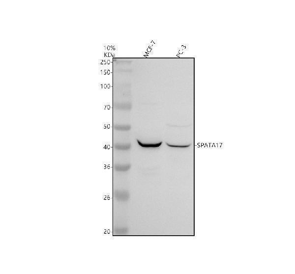 Anti-SPATA17 Antibody Picoband® Boster Bio