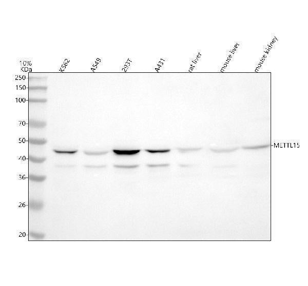 Anti-METT5D1/METTL15 Antibody Picoband® Boster Bio