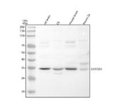 Anti-OGFOD3 Antibody Picoband® Boster Bio