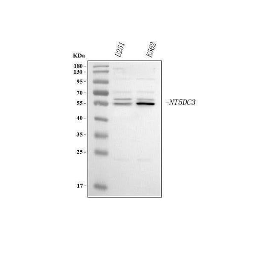 Anti-NT5DC3 Antibody Picoband® Boster Bio