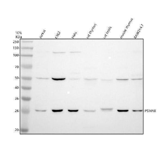 Anti-PSMA8 Antibody Picoband® Boster Bio