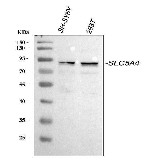 Anti-SLC5A4 Antibody Picoband® Boster Bio
