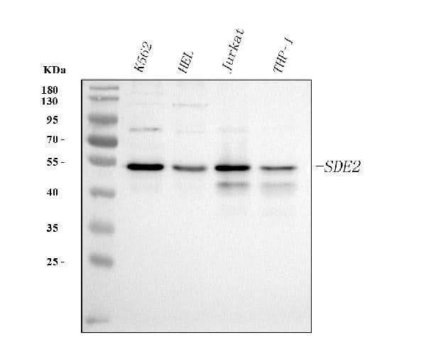 Anti-SDE2 Antibody Picoband® Boster Bio