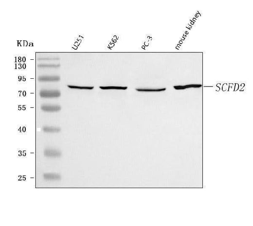 Anti-SCFD2 Antibody Picoband® Boster Bio