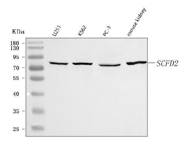 Anti-SCFD2 Antibody Picoband® Boster Bio