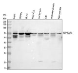 Anti-NPTXR Antibody Picoband® Boster Bio