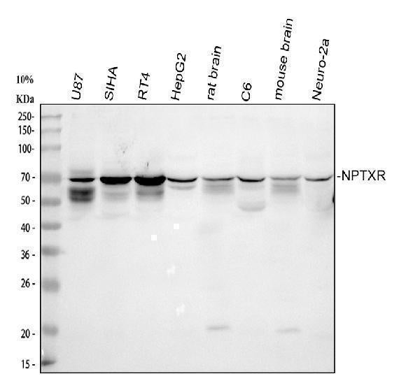 Anti-NPTXR Antibody Picoband® Boster Bio