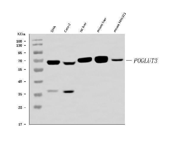 Anti-POGLUT3 Antibody Picoband® Boster Bio