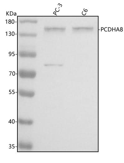 Anti-PCDHA8 Antibody Picoband® Boster Bio