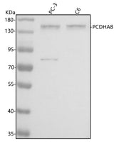 Anti-PCDHA8 Antibody Picoband® Boster Bio