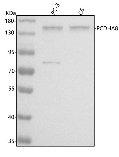 Anti-PCDHA8 Antibody Picoband® Boster Bio