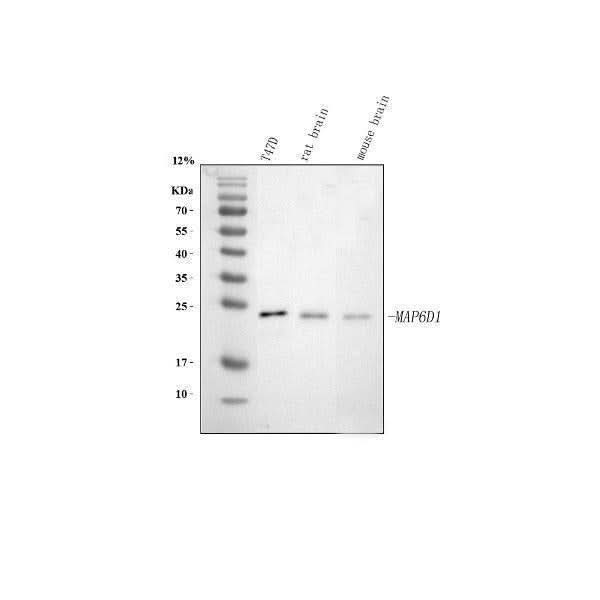 Anti-MAP6D1 Antibody Picoband® Boster Bio