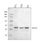 Anti-MEGF9 Antibody Picoband® Boster Bio