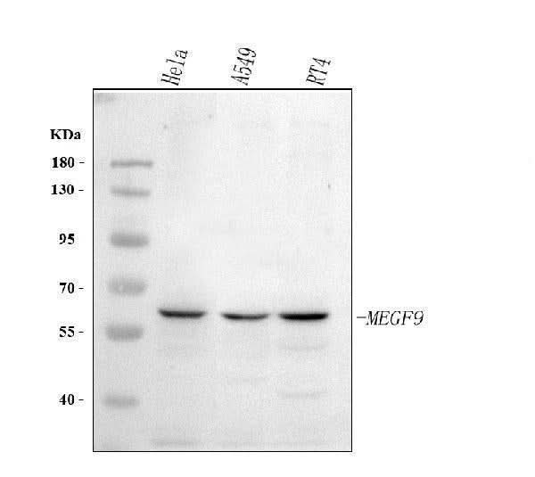 Anti-MEGF9 Antibody Picoband® Boster Bio