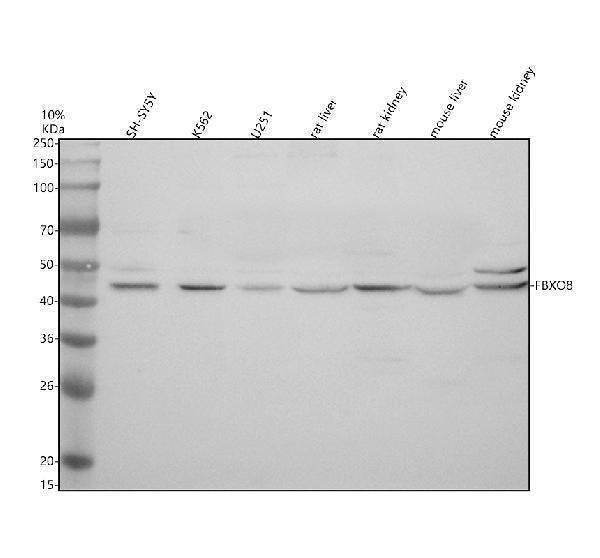 Anti-FBXO8 Antibody Picoband® Boster Bio