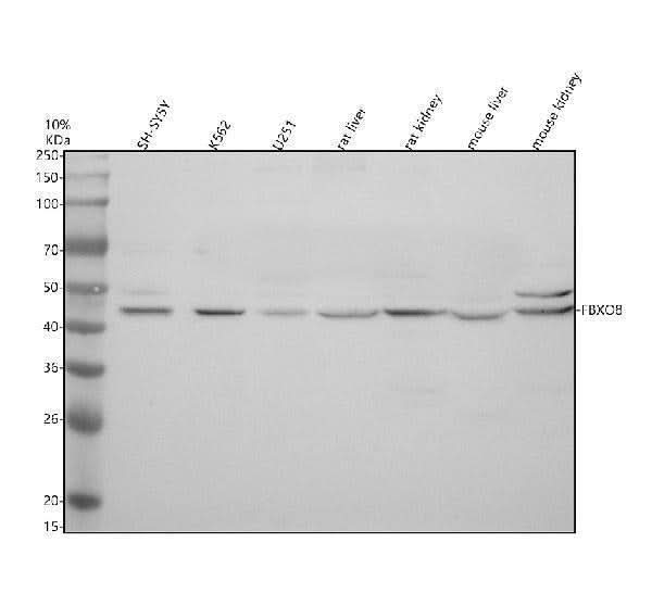 Anti-FBXO8 Antibody Picoband® Boster Bio