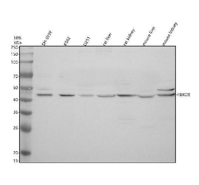 Anti-FBXO8 Antibody Picoband® Boster Bio
