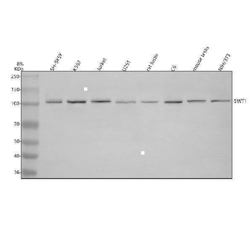 Anti-C1orf26/SWT1 Antibody Picoband® Boster Bio