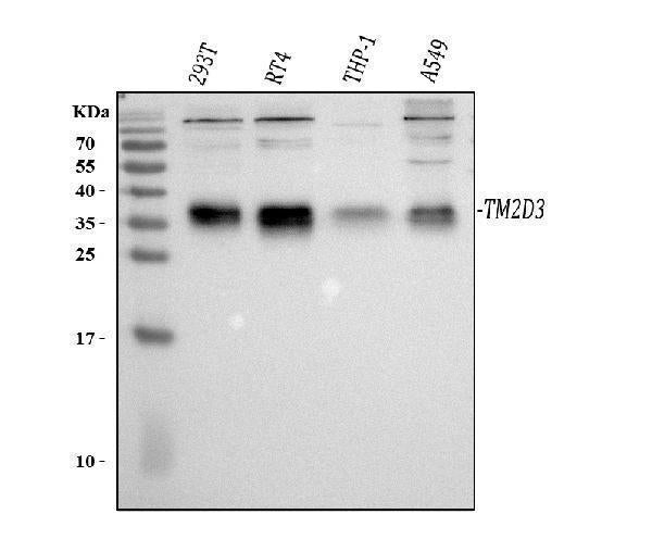 Anti-TM2D3 Antibody Picoband® Boster Bio