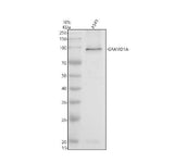 Anti-GRAMD1A Antibody Picoband® Boster Bio