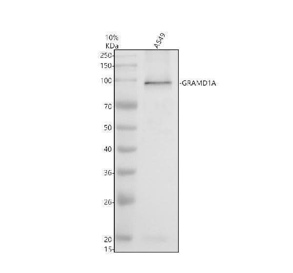 Anti-GRAMD1A Antibody Picoband® Boster Bio