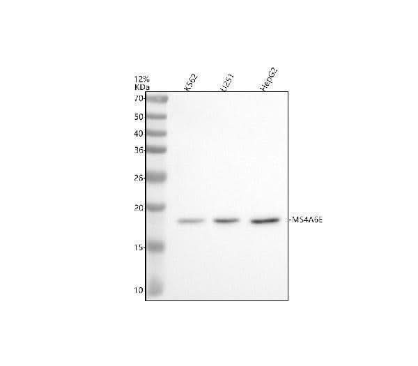Anti-MS4A6E Antibody Picoband® Boster Bio
