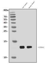 Anti-Cox6a2 Antibody Picoband® Boster Bio