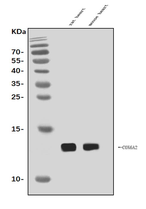Anti-Cox6a2 Antibody Picoband® Boster Bio