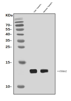 Anti-Cox6a2 Antibody Picoband® Boster Bio