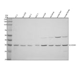Anti-SLC25A44 Antibody Picoband® Boster Bio