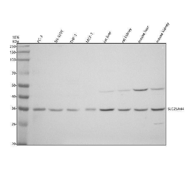 Anti-SLC25A44 Antibody Picoband® Boster Bio