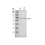 Anti-MANSC1 Antibody Picoband® Boster Bio