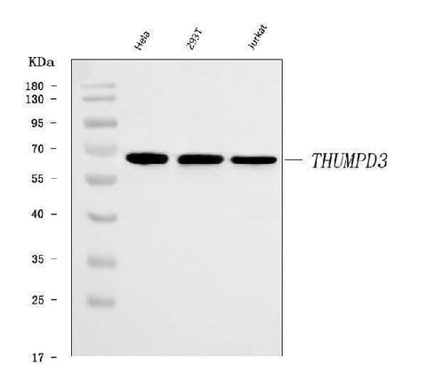 Anti-THUMPD3 Antibody Picoband® Boster Bio