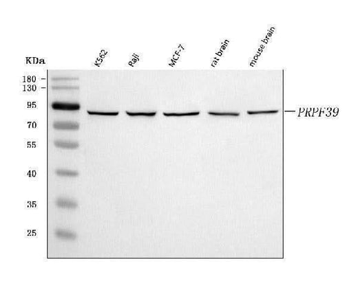 Anti-PRPF39 Antibody Picoband® Boster Bio