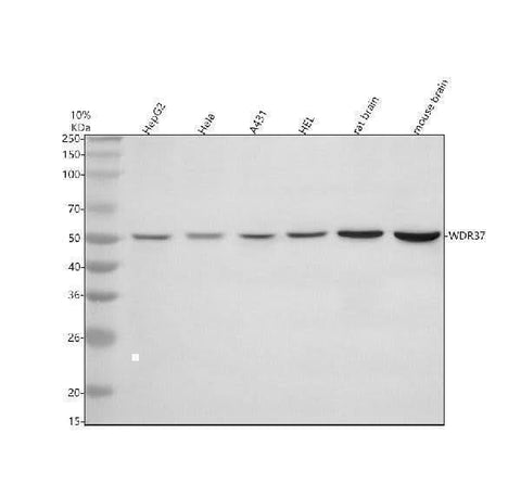 Anti-WDR37 Antibody Picoband® Boster Bio