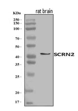 Anti-SCRN2 Antibody Picoband® Boster Bio