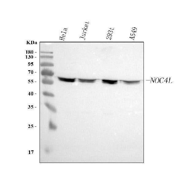Anti-NOC4L Antibody Picoband® Boster Bio