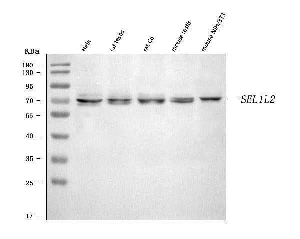 Anti-SEL1L2 Antibody Picoband® Boster Bio
