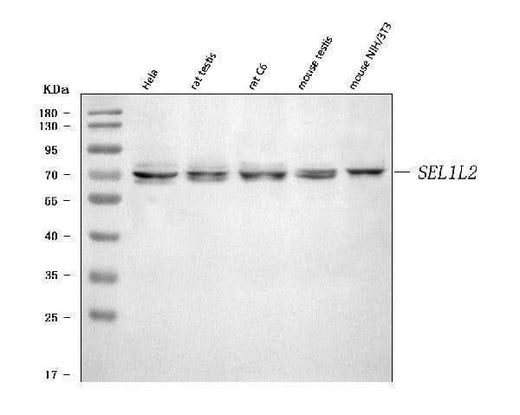 Anti-SEL1L2 Antibody Picoband® Boster Bio