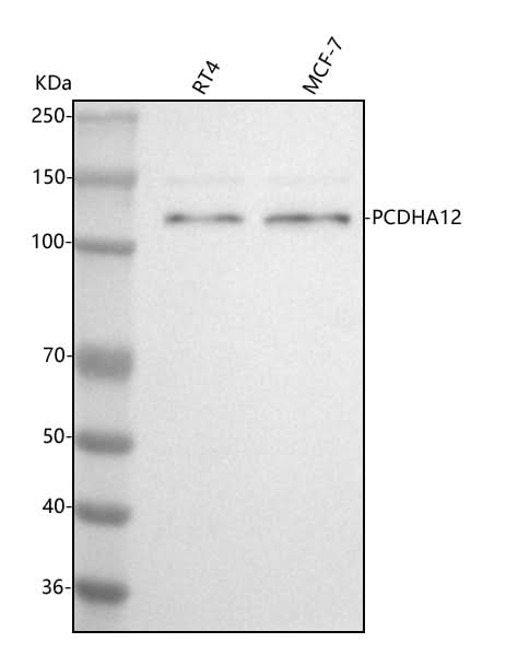 Anti-PCDHA12 Antibody Picoband® Boster Bio