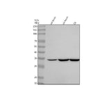 Anti-NTMT2 Antibody Picoband® Boster Bio