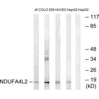 Anti-COXFA4L2 Antibody Picoband® Boster Bio
