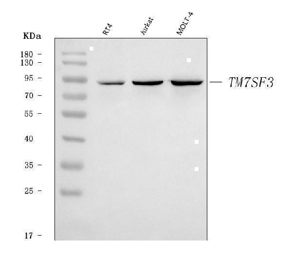 Anti-TM7SF3 Antibody Picoband® Boster Bio