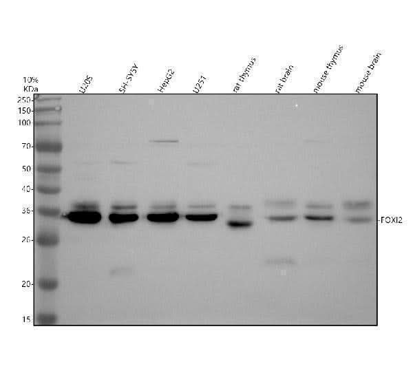 Anti-FOXI2 Antibody Picoband® Boster Bio