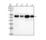 Anti-GK5 Antibody Picoband® Boster Bio